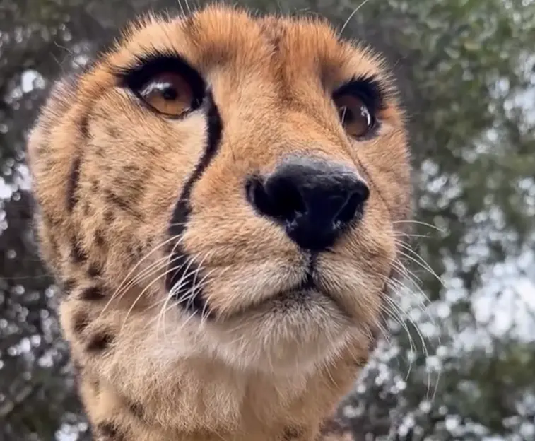 Буп⁠⁠