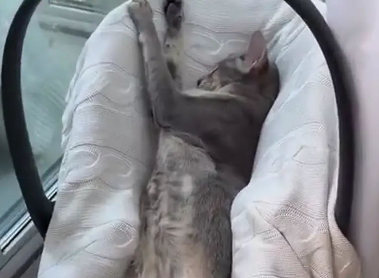 Вашему вниманию, кот Харитон