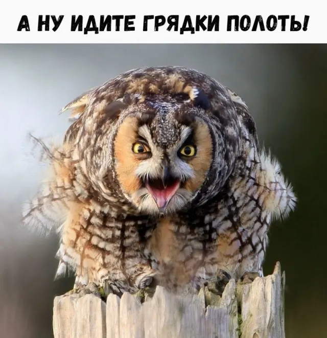 Юморок
