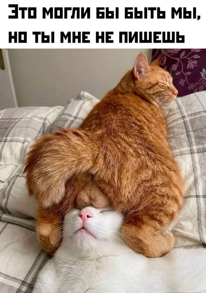 Новые мемы