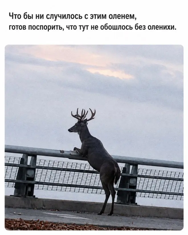 мемы