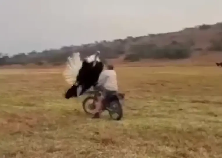 Дерзкий страус не вывез