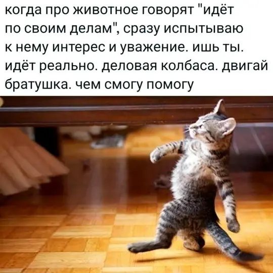 мемы