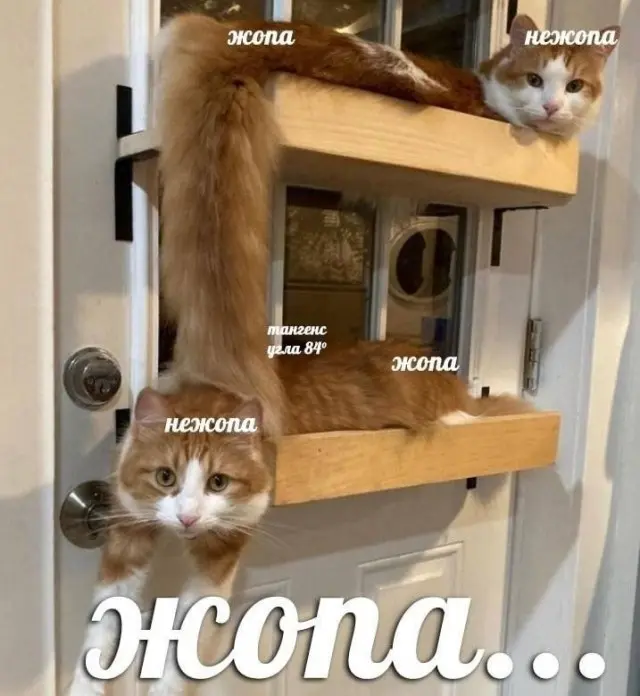 мемы