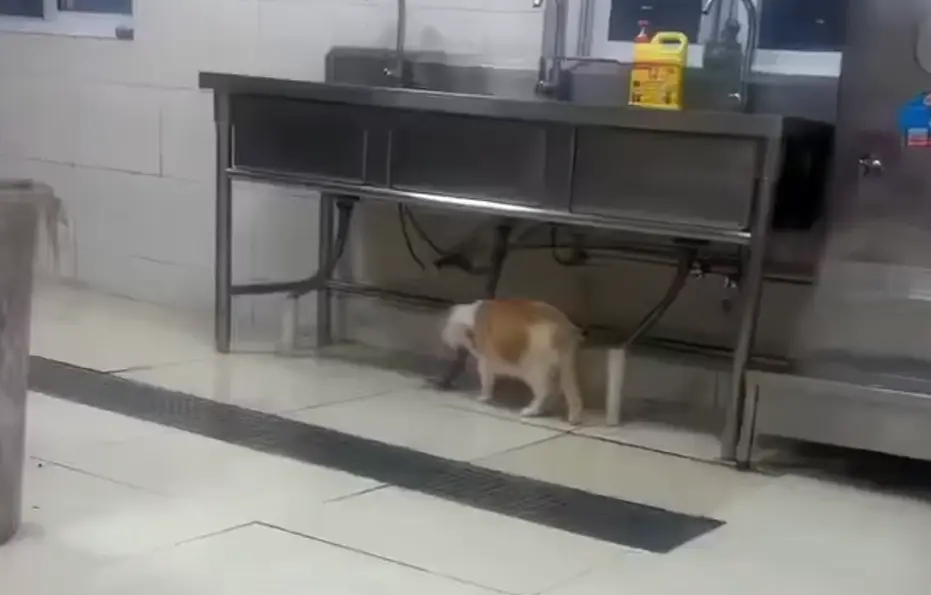 Когда не соврал в резюме
