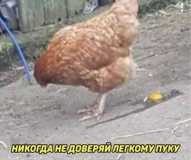 Вечерние мемы