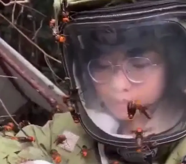 На шершневуху собирают⁠⁠