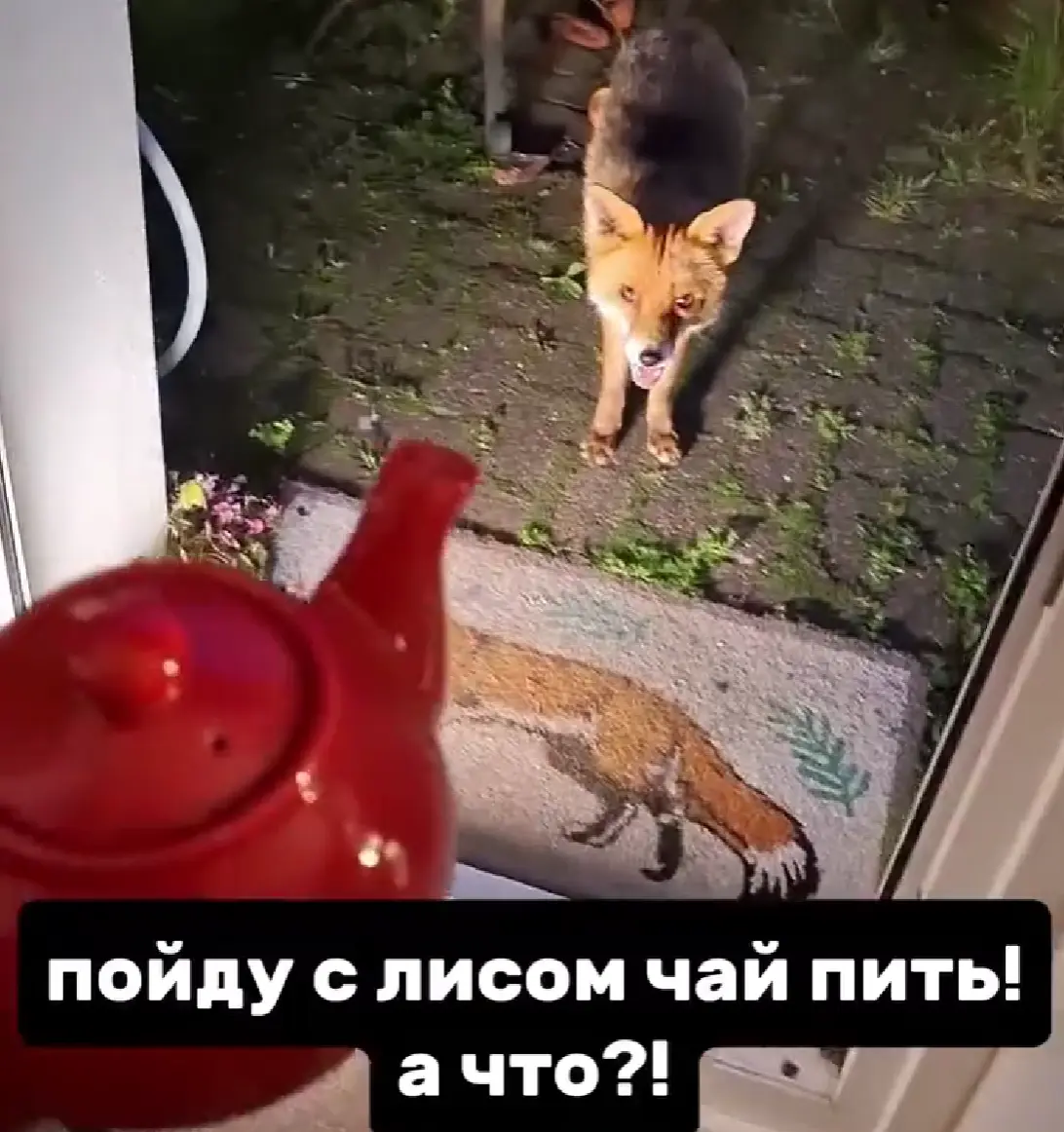 План на лето - пить чай с лисой