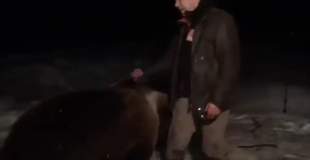 Нападение медведя на человека
