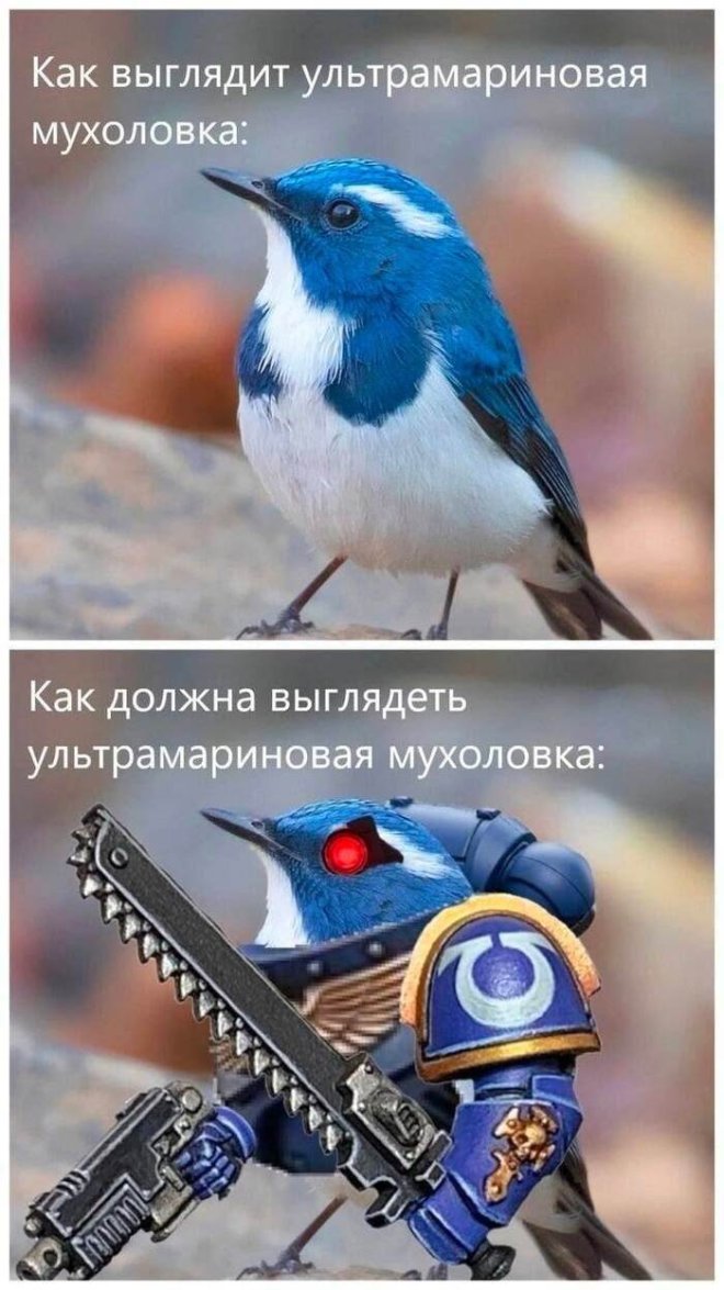Новы мемы