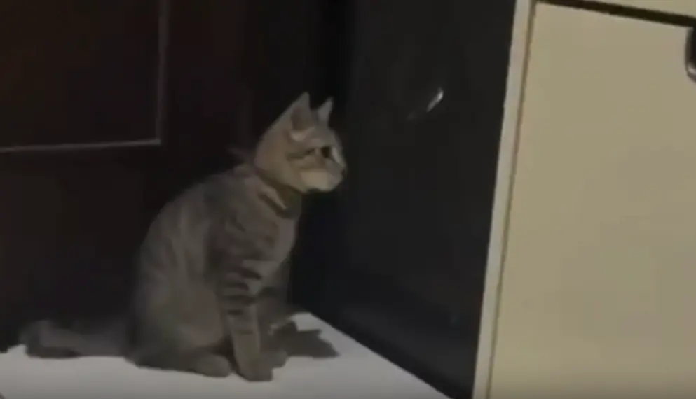 Котосбой в матрице