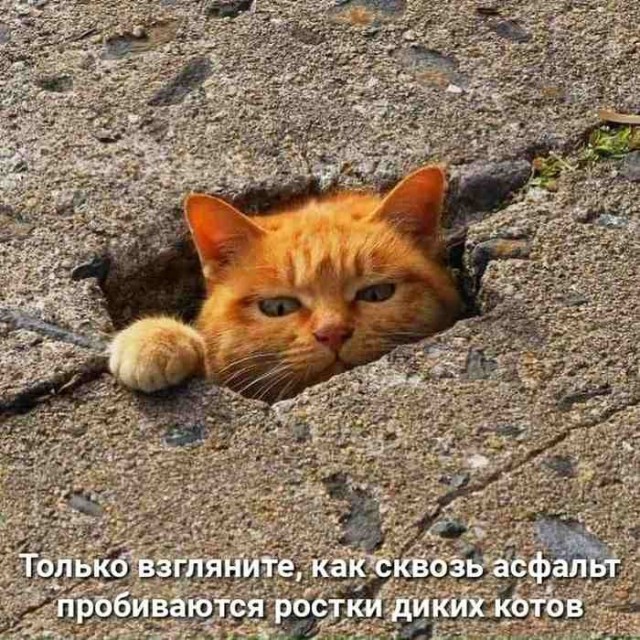 Субботние мемы