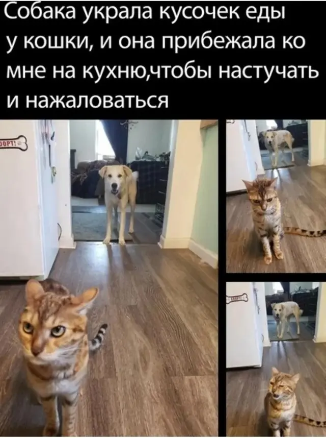 Юмор