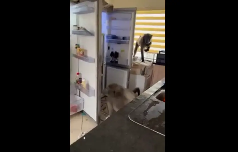Так выглядит нашествие бабуинов