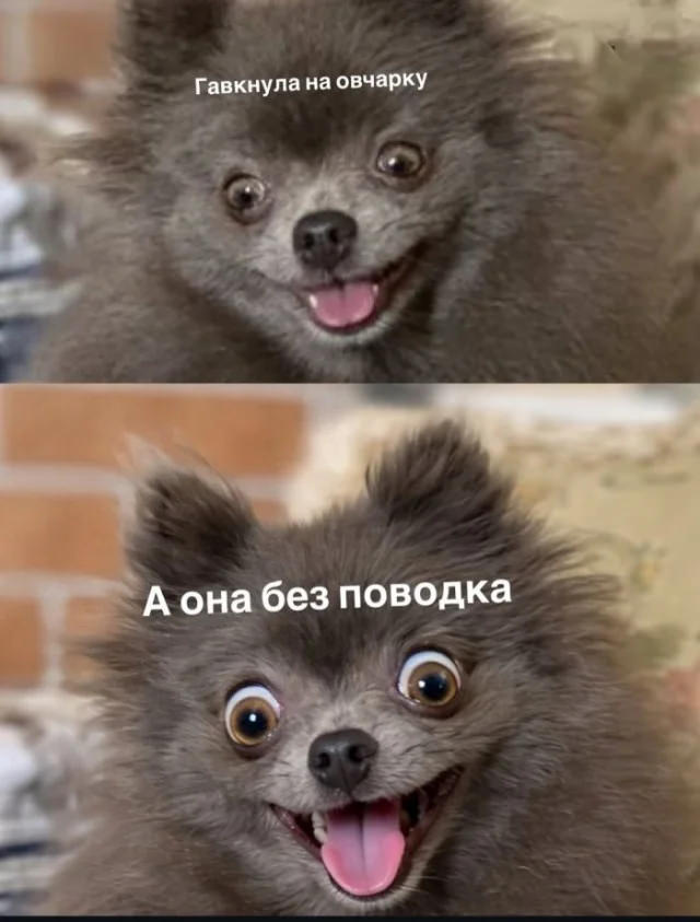 Новы мемы