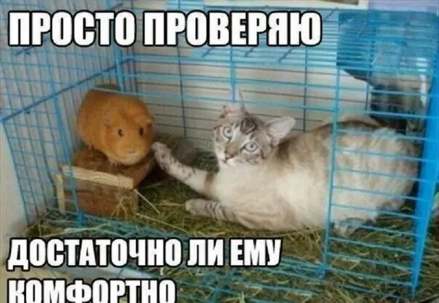 приколы