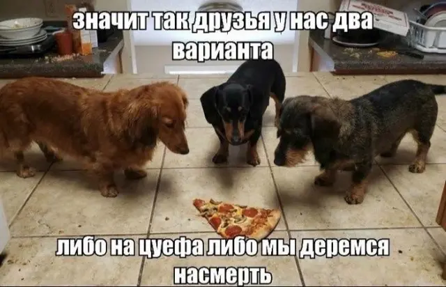 мемы