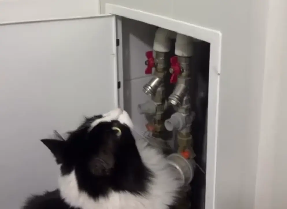 Кисель, который карась