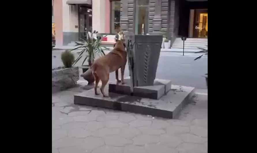"Пей, Шарикджан!"⁠⁠