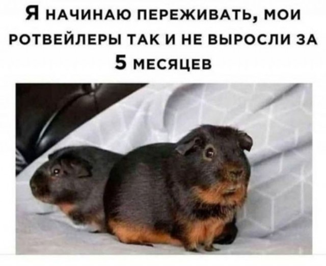 Смешные мемы (40 фото)