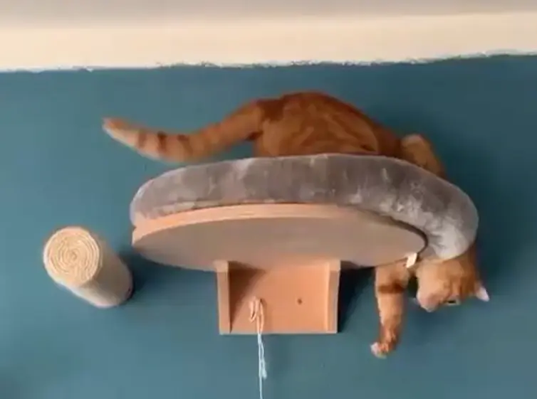 Кот Боярд⁠⁠