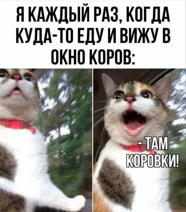 подборка мемов
