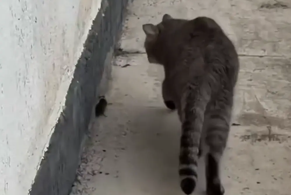 Кота, который пашет на две ставки, заметили в московском дворе