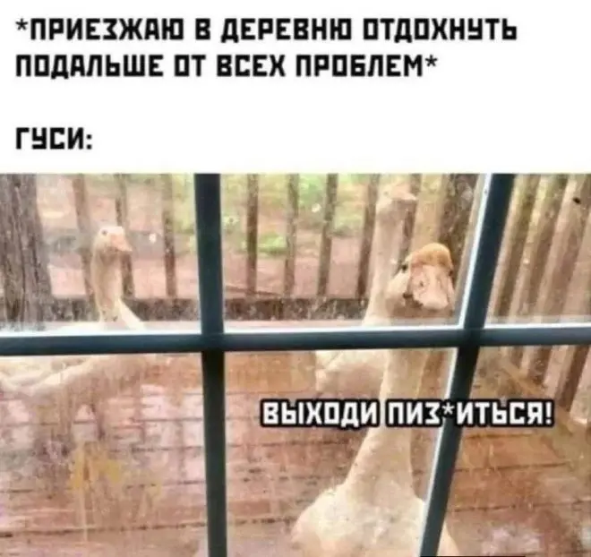 Новые мемы
