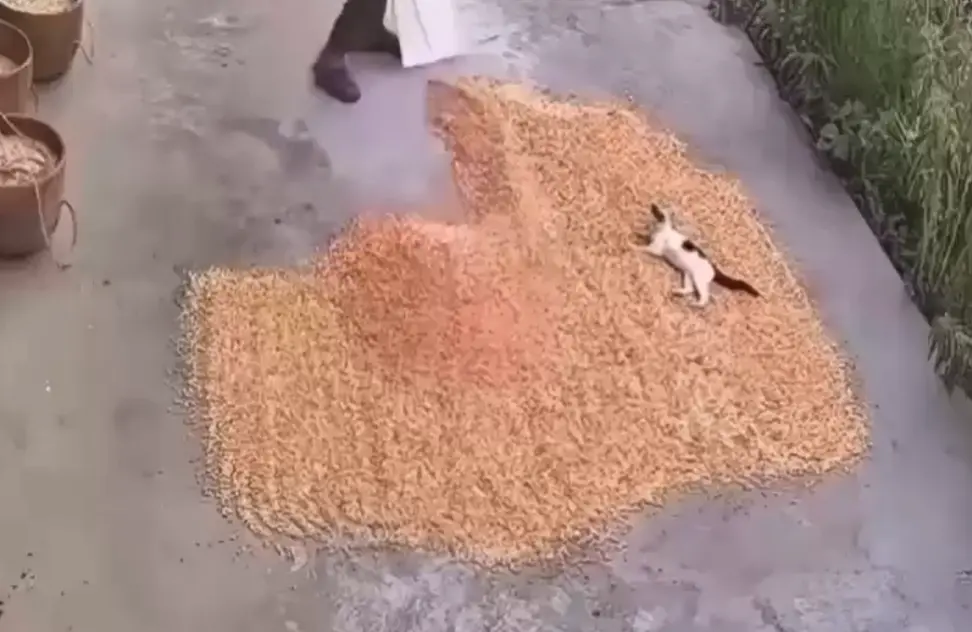 Помощник⁠⁠