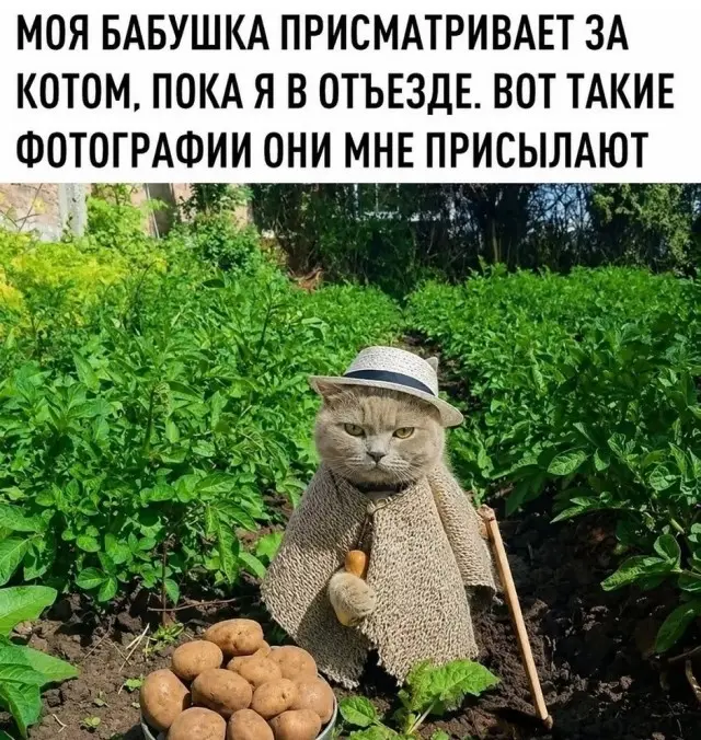 приколы