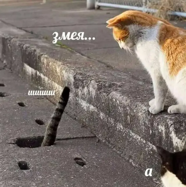 мемы