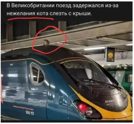 Веселые картинки