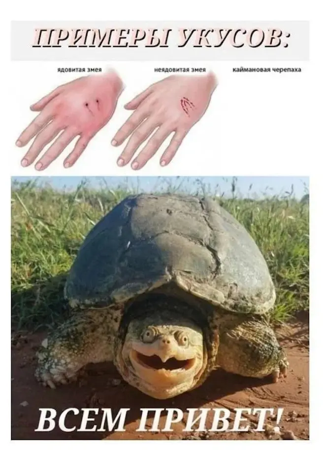Новые мемы