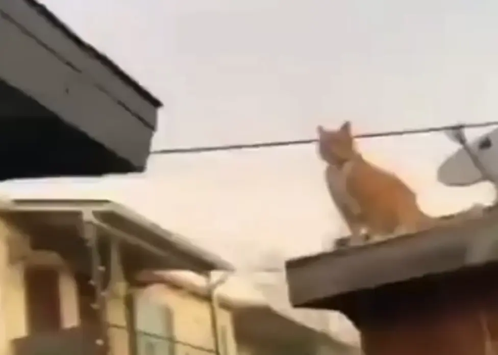И приснится же такое