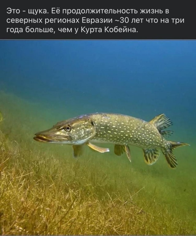 Субботние мемы