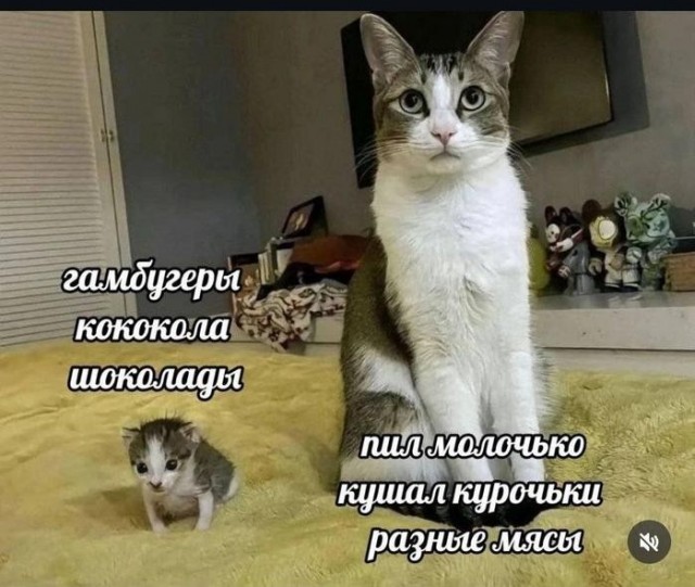 Субботние мемы
