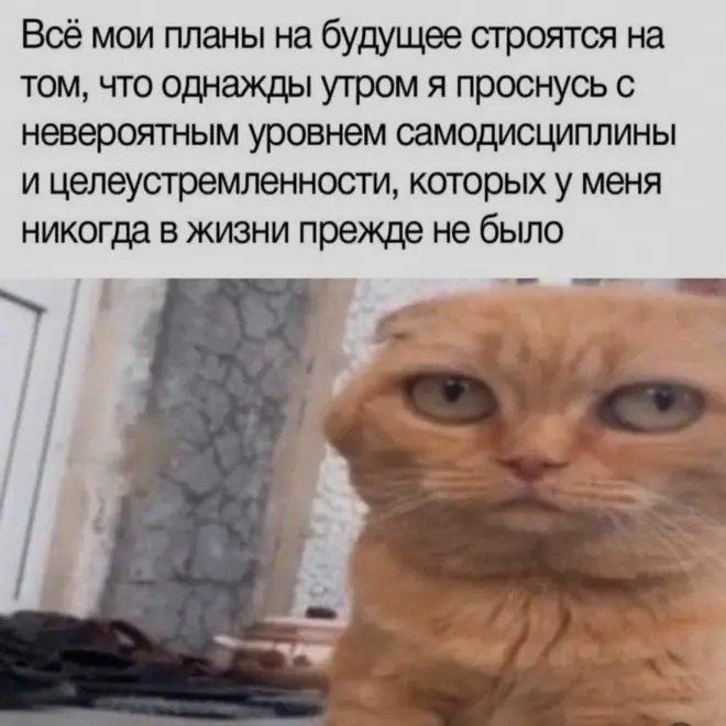 мемы