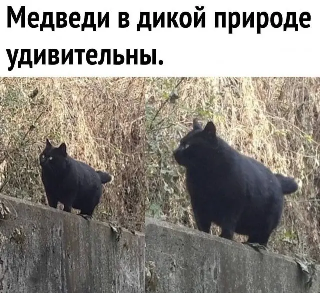Новые мемы (40 картинок)