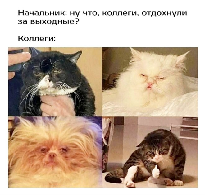 Новы мемы