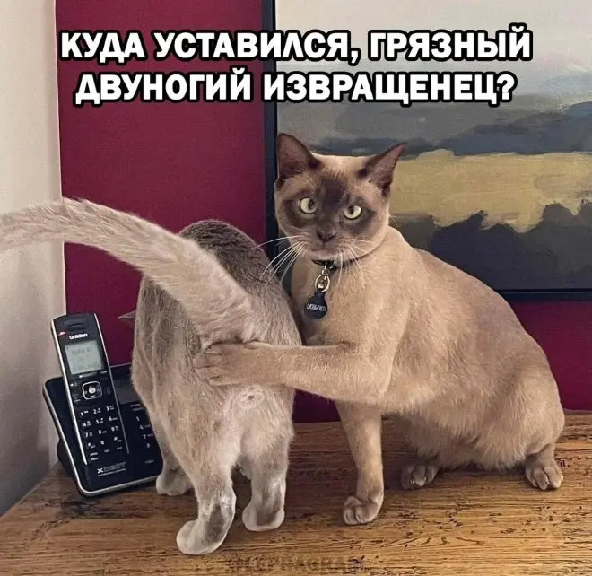 Новые мемы