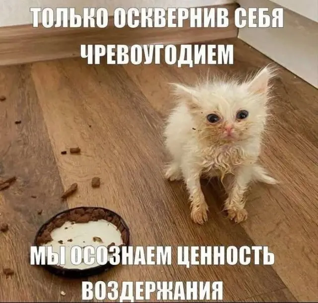 мемы