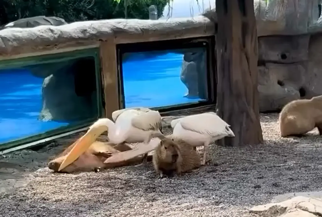 Да как тебя съесть то?⁠⁠