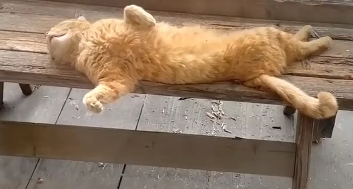 Только посмотрите на это блестящее приземление! Браво!⁠⁠