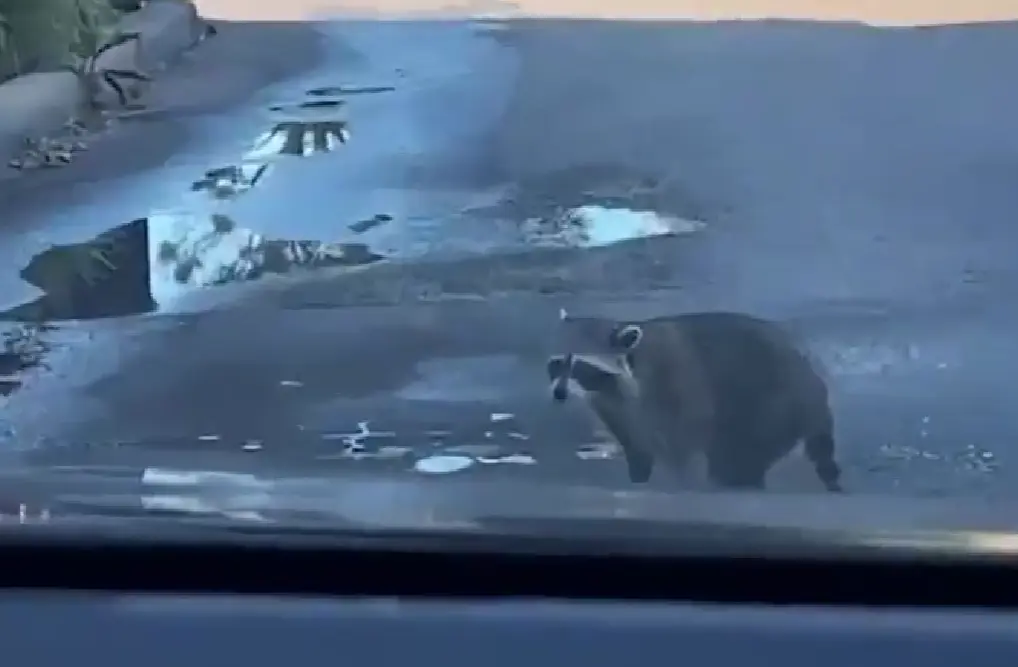 Жё не манж па сис жур