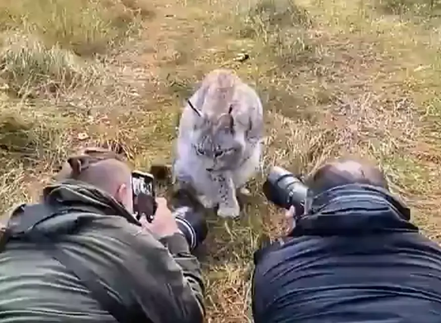 Дикие животные⁠⁠
