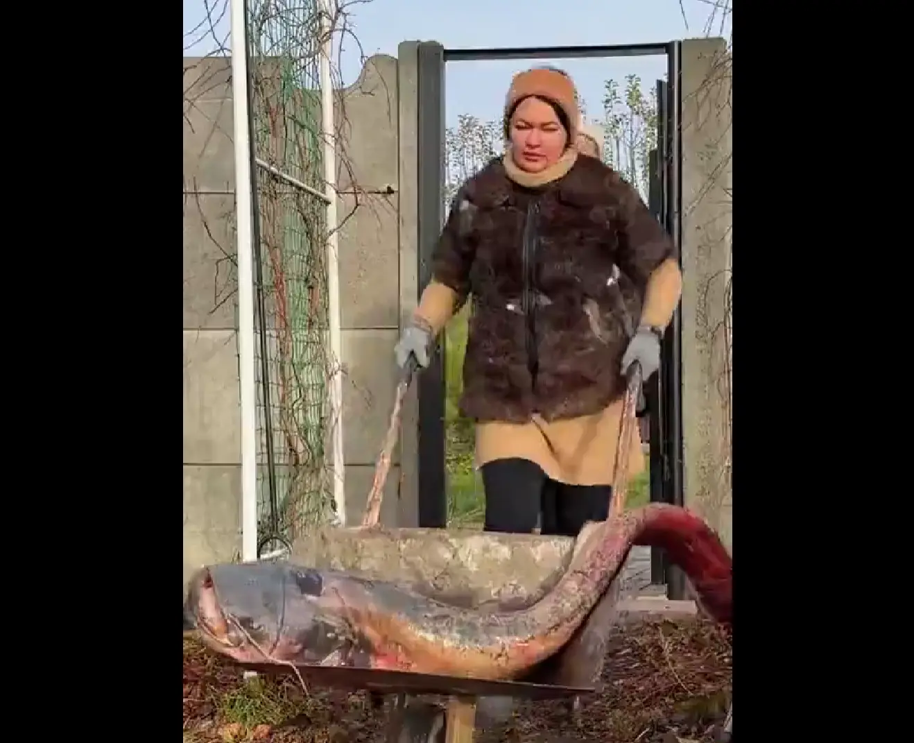 Девчонки рыбку готовят