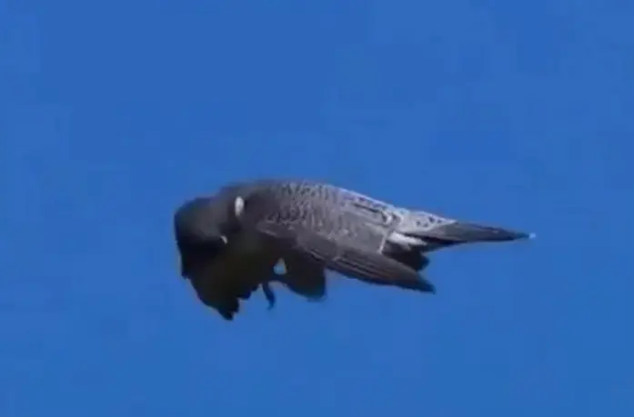 Ты чо, пёс?⁠⁠