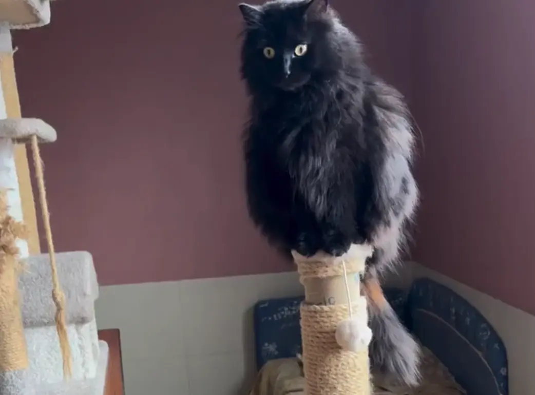 Котовое. Совиное⁠⁠