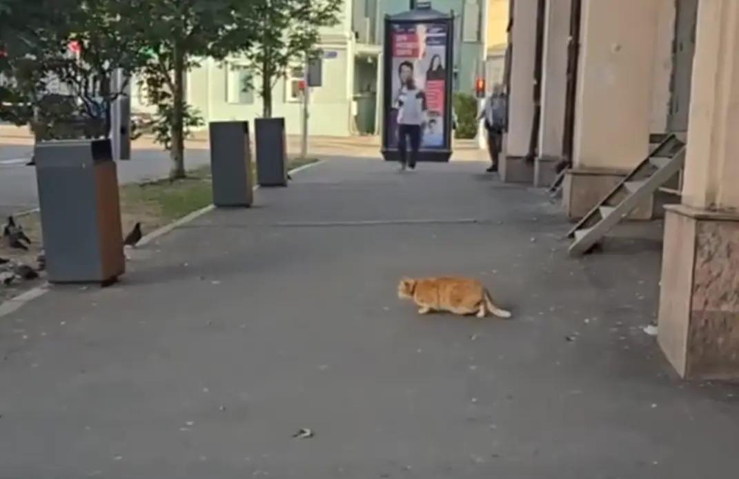 Хищники на улицах Москвы!