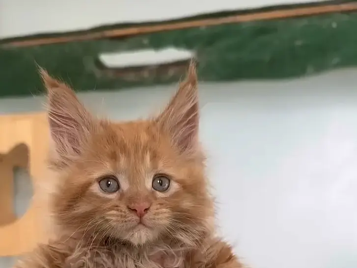 Кошка родила 8 котят, но с каждым разом краски в кошачьем принтере оставалось всё меньше